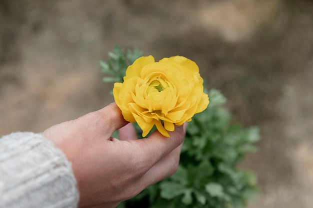 Close-up hand holding yellow flower