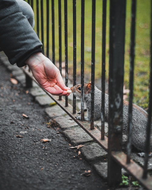 Free photo close-up of a hand of a person feeding a squirrel