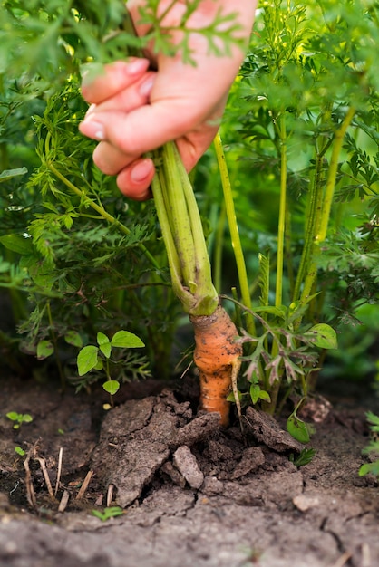 Close-up hand pulling out carrot