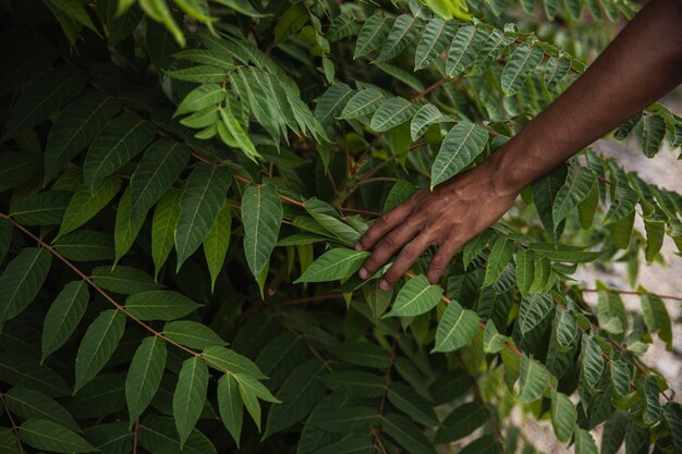 Close-up hand touching plant