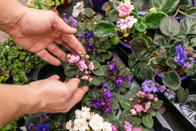 Free photo close-up hands arranging plants