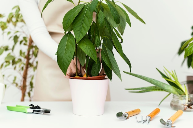 Close-up hands checking plant