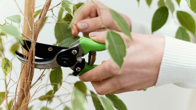 Free photo close-up hands cutting plant