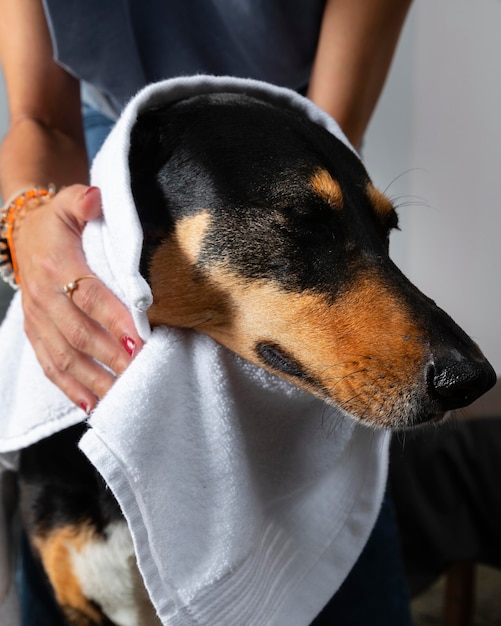 Free Photo close up hands drying dog