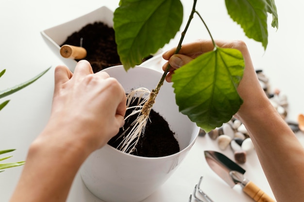 Free photo close-up hands gardening plant