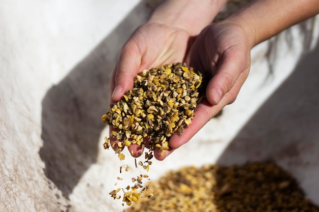 Close up hands holding animal food