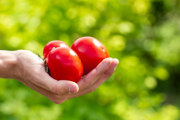 Close-up hands holding bio tomatoes