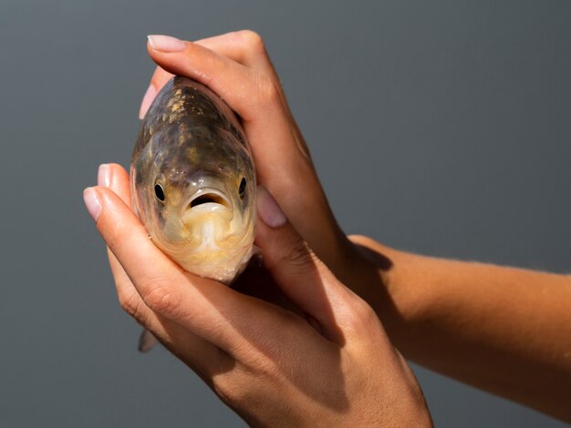 Close-up hands holding fresh fish