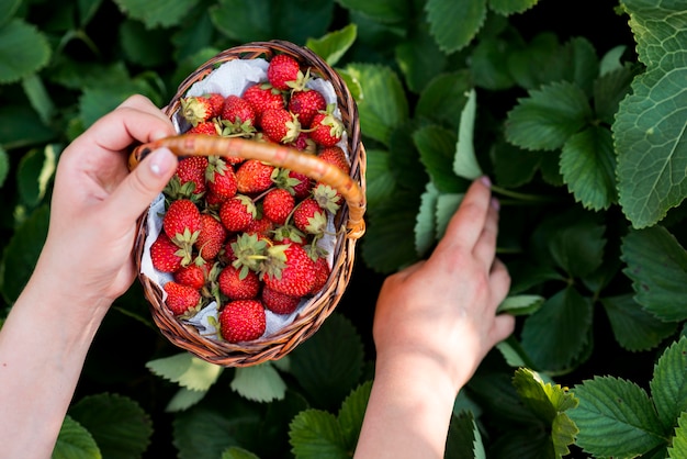 Free photo close-up hands holding fruits basket