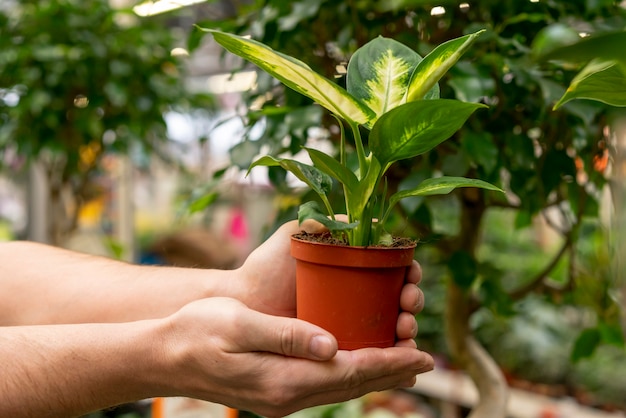 Close-up hands holding house plant