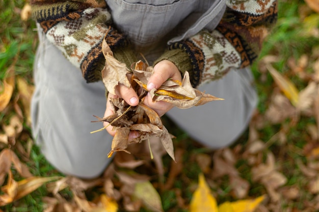 Free Photo close up hands holding leaves