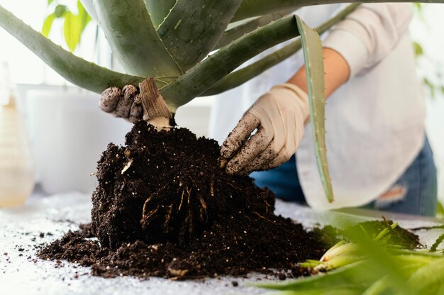 Close-up hands holding plant and soil