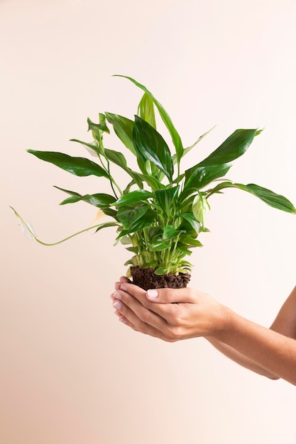 Close-up hands holding plant