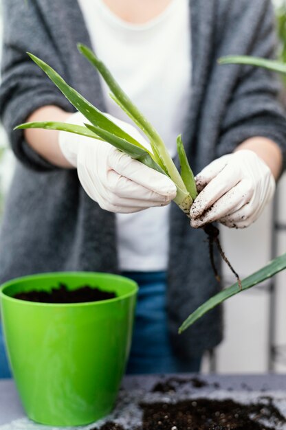 Close-up hands holding plant