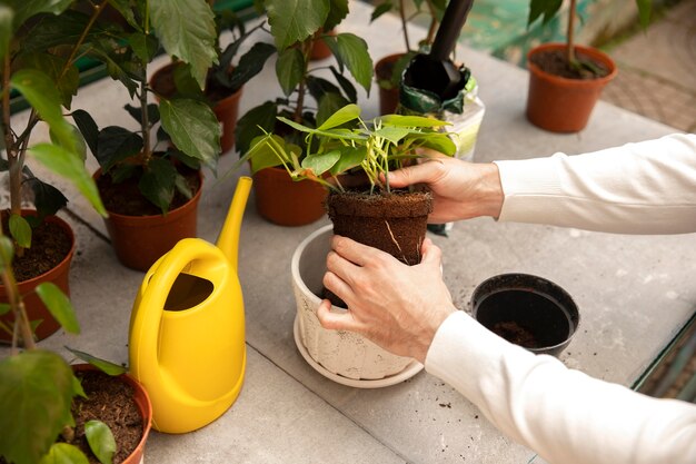 Close up hands holding plant