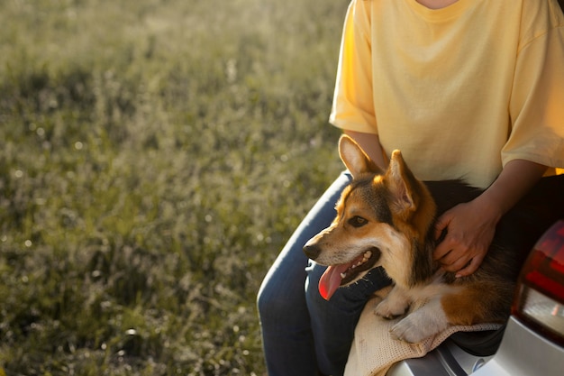 Free Photo close up hands petting dog