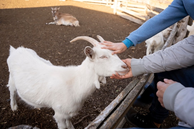 Close up hands petting goat