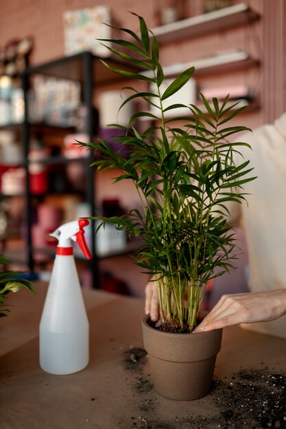 Close up hands putting plant in pot