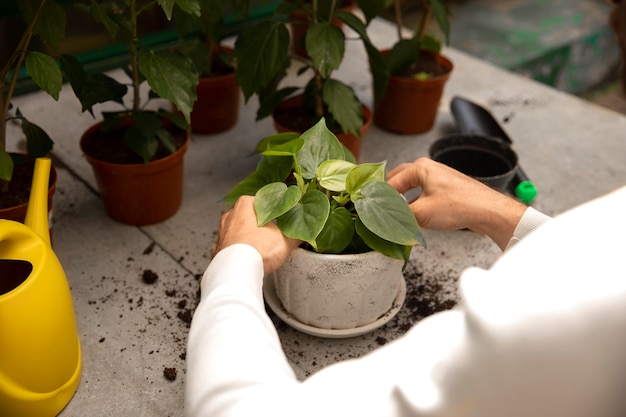 Close up hands taking care of plant