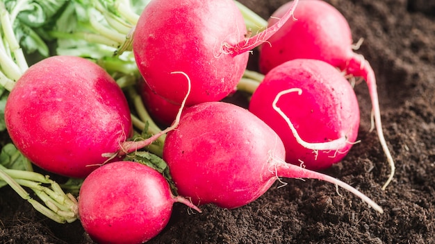 Close-up of harvested turnips on soil