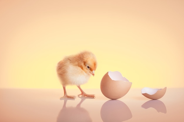 Close up hatched small chicken