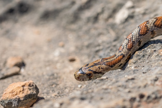 Close up of head of an adult Leopard Snake