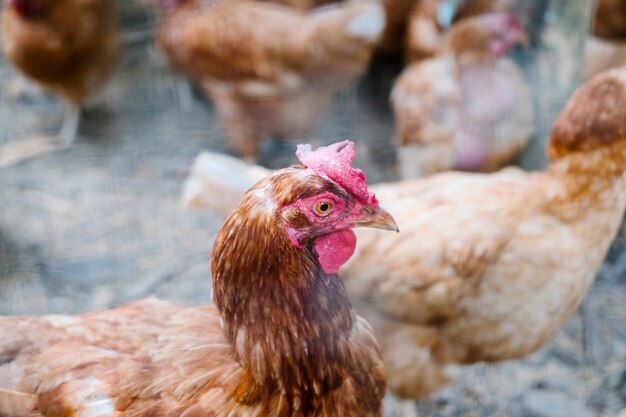 close up head of chicken