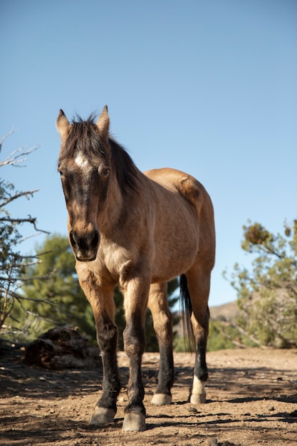 Close up on horse in nature