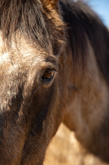 Close up on horse in nature