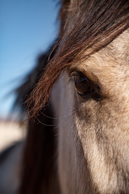 Close up on horse in nature