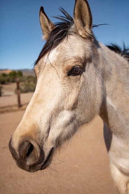 Close up on horse in nature