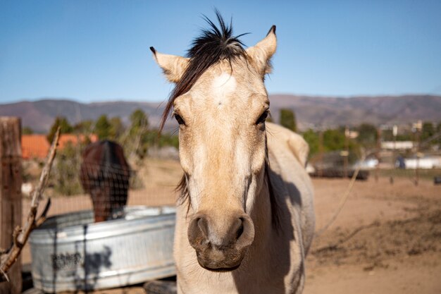 Close up on horse in nature