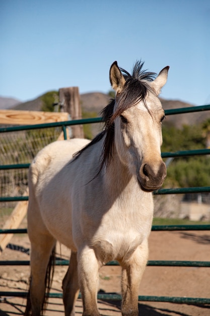 Close up on horse in nature