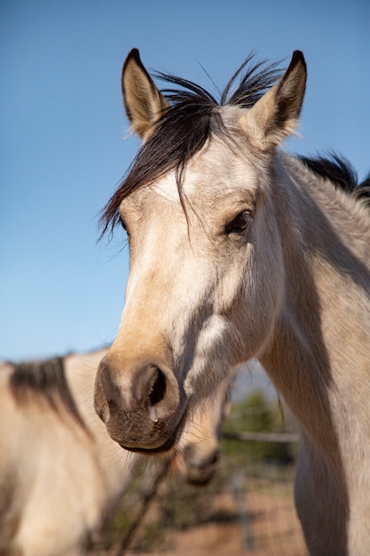 Close up on horse in nature