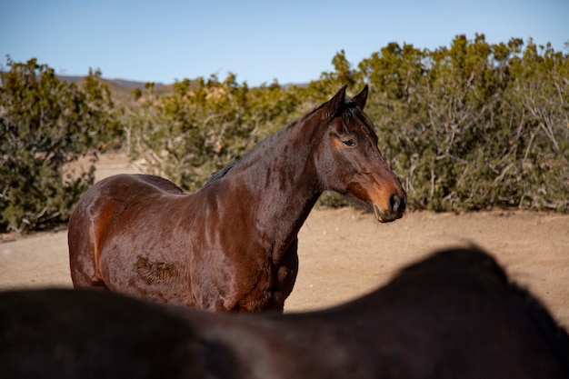 Close up on horse in nature