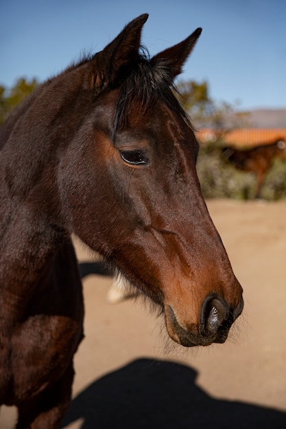 Close up on horse in nature