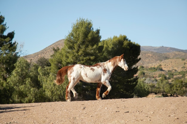 Close up on horse in nature