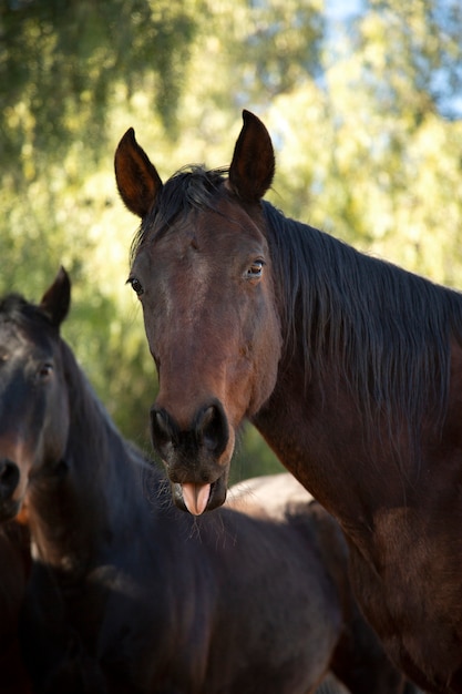 Close up on horse in nature