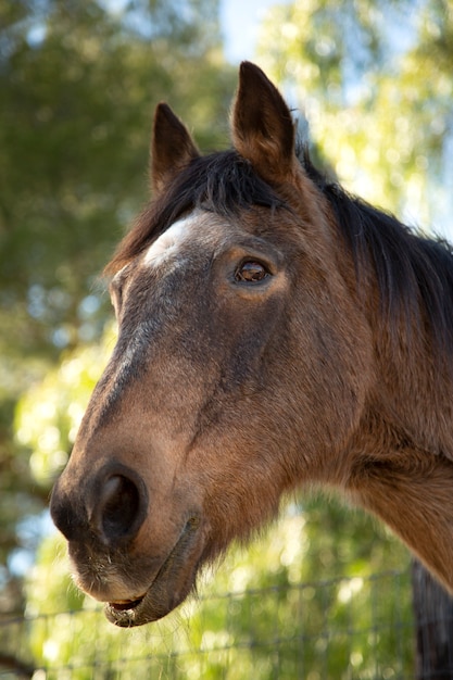 Close up on horse in nature