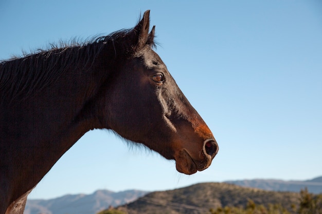 Close up on horse in nature