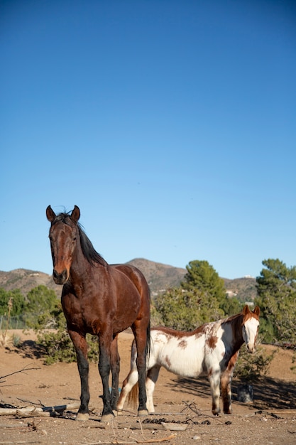 Close up on horse in nature