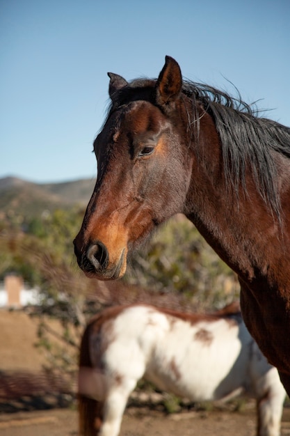 Close up on horse in nature