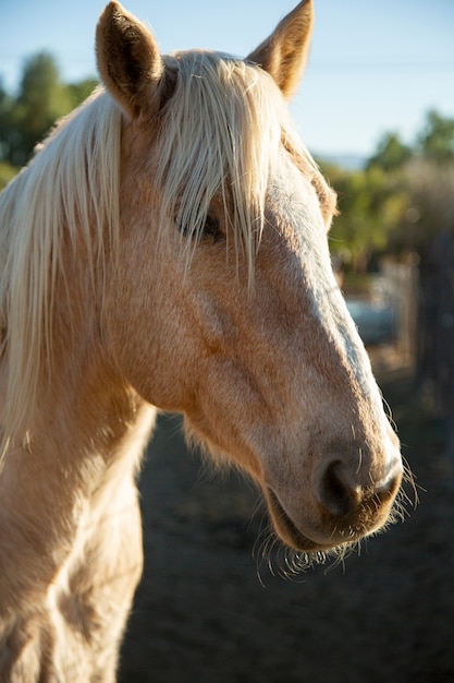 Close up on horse in nature