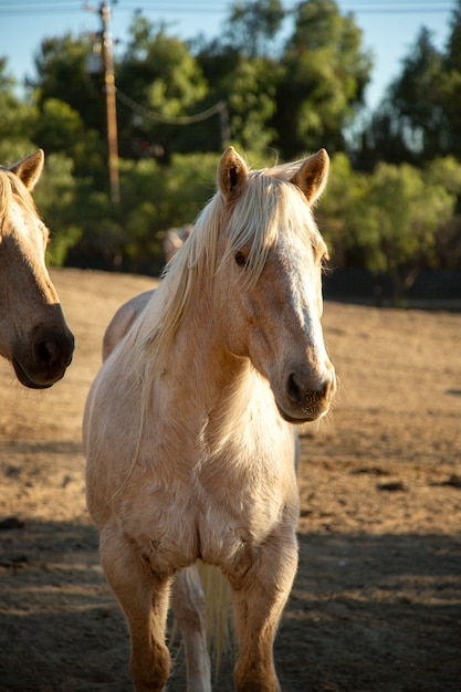 Close up on horse in nature