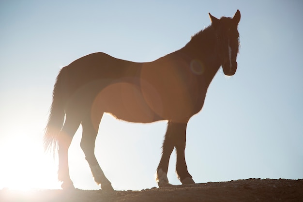 Close up on horse in nature