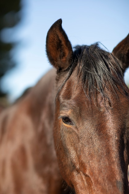 Free photo close up on horse in nature