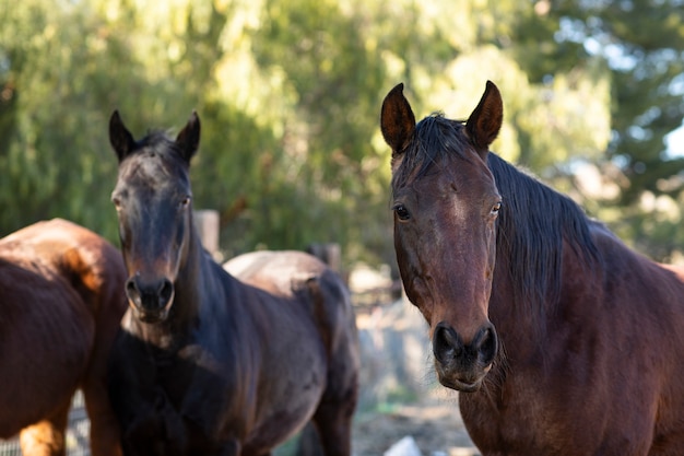 Free photo close up on horse in nature