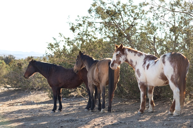 Close up on horse in nature