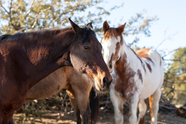 Free Photo close up on horse in nature