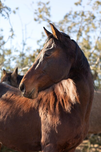 Close up on horse in nature